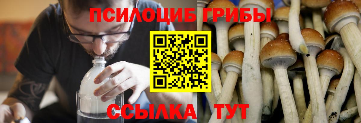 Псилоцибиновые грибы мухоморы  где можно купить наркотик  Тула  Вход с VPN 